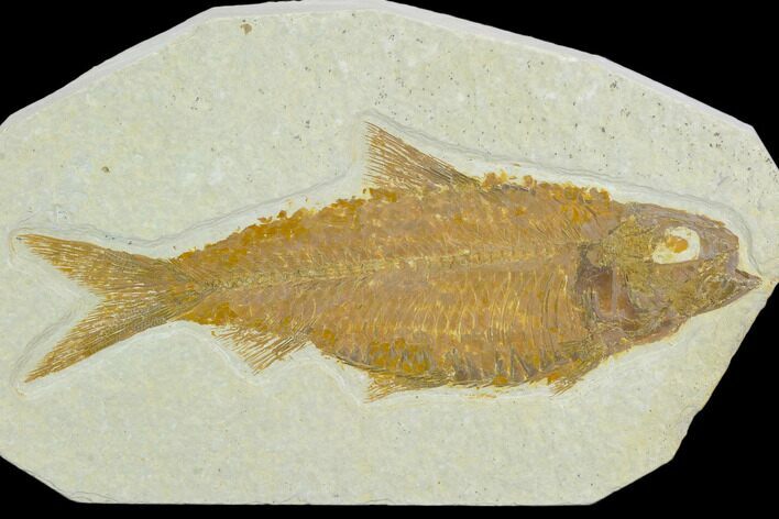 Fossil Fish (Knightia) - Green River Formation #122800